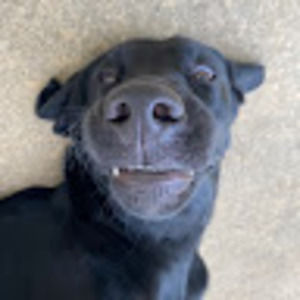 Meet your Posher, Sue